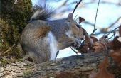 Het gebruik van peper voor eekhoorn afstotend