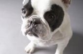 Hoe te genezen van een Franse Bulldog's jeukende huid