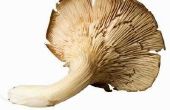 How to Grow Mushrooms in hooibalen