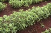 Bijwerkingen van Truvia en de Stevia Plant