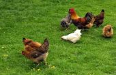 Natuurlijke ontwormingsmiddelen voor kippen