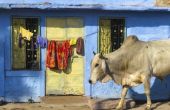 Koeien in de hindoe-religie