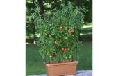 How to Take Care van Patio tomatenplanten
