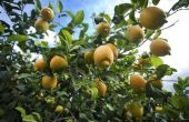How to Raise een Eureka Lemon Tree