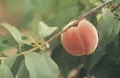 Hoe lang doen perziken nemen om te rijpen?