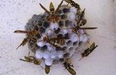 Hoe goed werkt het fatale trechter Wasp Trap?