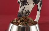 Mirtazapine gebruik bij honden als een eetlust opwekkend middel