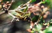 How to Grasshoppers weren bladeren natuurlijk