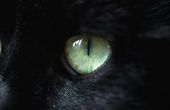 Hoeveel oogleden hebben katten?