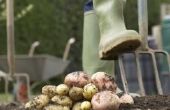 How to Save aardappelplanten na een Late Freeze