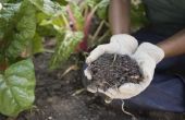 Hoe te doden Bugs in de bodem van uw tuin