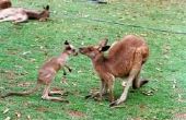 Wat zijn de roofdieren van een rode kangoeroe?