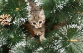 Creatieve manieren om een Kitten voor Kerstmis
