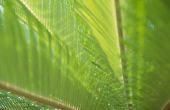 Hoe een Sago Palm transplantatie