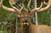 De beste Elk jacht regio's in Idaho