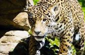 Fysieke kenmerken van de Jaguar kat