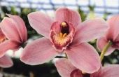 Hoe te besparen mijn bevroren orchideeën