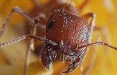 Hoe te doden de mieren met huis remedie