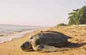 Stranden van Florida schildpad broedeieren