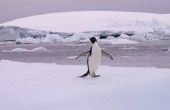 Lijst van Antarctica dieren