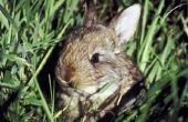 Hoe om te voorkomen dat konijnen eten gras