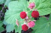 Hoe te identificeren van de Thimbleberries in het Wild