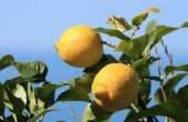 How to Grow citroenbomen in Texas