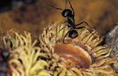 How to Keep mieren uit plantaardige potten of bloempotten