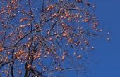 Kunnen Persimmon bomen groeien in Ohio?