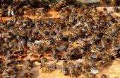 How to Make Honey Bee Food