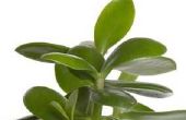 Een Jade Plant Is verwelking
