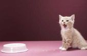 Hoe Kittens spenen van hun moeder & op welke leeftijd