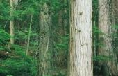 Wat zal leiden tot een ceder boom te sterven?
