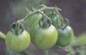 Kan ik kan gesneden groene tomaten voor frituren in de Winter?