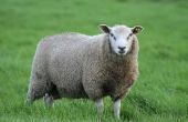 Problemen met de oren van de schapen
