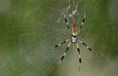 Gemeenschappelijke Zuid-Florida spinnen