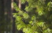 Hoe te maken van Pine bomen sneller groeien