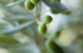 Hoe enten van olijfbomen