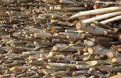 Problemen met Eucalyptus brandhout