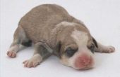 How to Take Care van pasgeboren pups die buiten