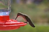 Hoe maak je een Hummingbird Feeder oplossing