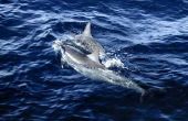 Salaris voor een dolfijn-dierenarts