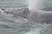 De beste plaatsen om weergave walvissen in Alaska in September
