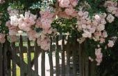 Richtsnoeren in Illinois voor blootleggen rozen in het voorjaar