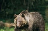 How to Protect Yourself van beer aanvallen tijdens het kamperen