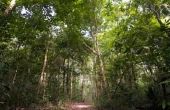 Amazon Rainforest Survival Guide