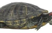 Hoe de zorg voor een gezwollen oog op een rood-eared schuifregelaar schildpad