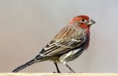Verschillende soorten Finch vogels
