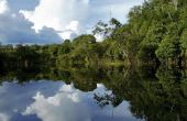 Planten die in de wateren van de rivieren van Amazon leven