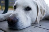 Hoe te genezen van de koude in de ogen van een hond met een huis remedie